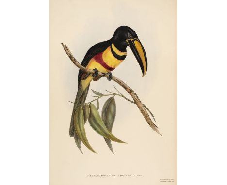 * Gould (John, 1804-1881). Pteroglossus Poecilosternus, from A Monograph of the Ramphastidae, or Family of Toucans, by John G