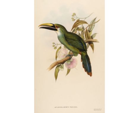 * Gould (John, 1804-1881). Aula Coramphus Wagleri ( Wagler's Groove-Bill), from A Monograph of the Ramphastidae, or Family of
