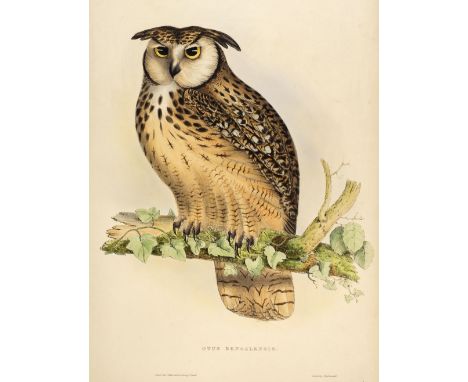 * Gould (John, 1804-1881). Otus Bengalensis (Bengal Owl), from A Century of Birds from the Himalaya Mountains, 1831, fine han