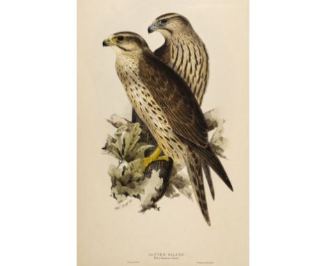 * Lear (Edward, 1812-1888). Lanner Falcon (Falco lanarius), from The Birds of Europe, by John Gould, 1832-37, fine hand-colou