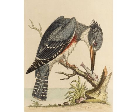Edwards (George). A Natural History of Uncommon Birds, 2 volumes (only), [1743 or later], title page and uncoloured engraved 