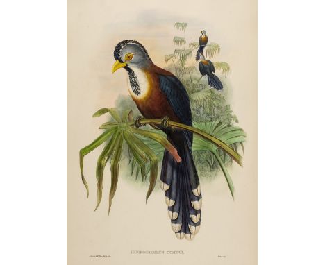 * Gould (John). Lepidogrammus Cumingi (Scale-Feathered Cuckoo), from The Birds of Asia, 1850-83, fine hand-coloured lithograp