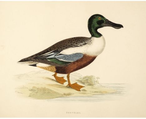 * Morris (Beverley R.). Twenty-five plates originally published in 'British Game Birds and Wildfowl', [1855 or later], twenty