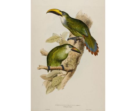 * Lear (Edward, 1812-1888). Pteroglossus Prasinus (Golden-Green Aracari), from A Monograph of the Ramphastidae, or Family of 