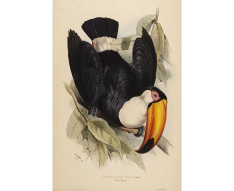 * Lear (Edward, 1812-1888). Ramphastos Toco (Toco Toucan), [from A Monograph of the Ramphastidae: or Family of Toucans, by Jo