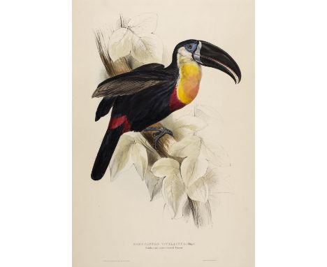 * Lear (Edward, 1812-1888). Ramphastos Vitellinus ( Sulphur-and-white-breasted Toucan), from A Monograph of the Ramphastidae,