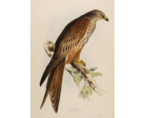 * Lear (Edward, 1812-1888). Kite ( Milvus vulgaris ), from The Birds of Europe, by John Gould, [1832-37], fine hand-coloured 