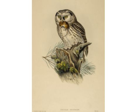 * Gould (J &amp; Richter H. C.). Nyctale Tengmalmi , (Tengmalm's Owl), originally published in 'The Birds of Great Britain'. 