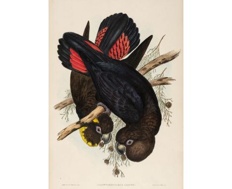 * Gould (John, 1804-1881). Calyptorhynchus Leachii (Leach's Cockatoo) [from Birds of Australia], 1848, fine hand-coloured lit
