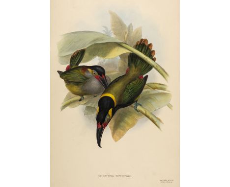 * Gould (John). Selenidera Piperivora (Guyana Toucanet), [from A Monograph of the Ramphastidae, or Family of Toucans, 1834], 