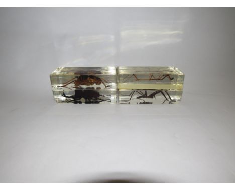 Four spiders and stick insects in resin blocks