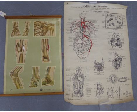 Vintage Anatomy and Physiology wall charts to include The Circulatory System and Respiratory System together with a St Johns 