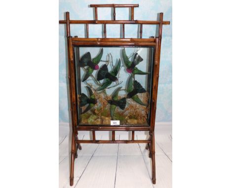 A 19th century bamboo framed firescreen with glazed display of 6 stuffed humming birds