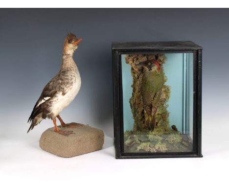 the display featuring three glazed panels, the back with sky blue, featuring woodpecker on tree trunk, 14¾in. (37.5cm.) high,