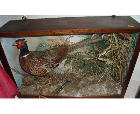 Taxidermy study of a ring necked cock pheasant in naturalistic setting mounted in case (72cm x 49cm x 22cm)