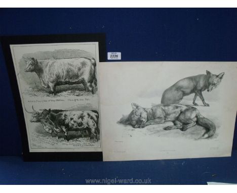 Juliet Peyrol Bonheur: lithograph of Foxes by J. Laurens, published by H. Peyro circa 1865 with blind stamp, 45 x 33.5 cms, a