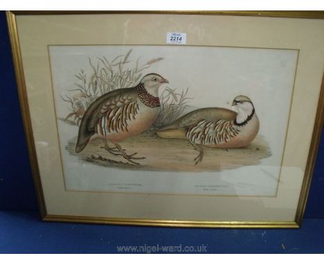 A framed and mounted print of a Barbary Partridge and a Greek Partridge, 26'' x 20''.