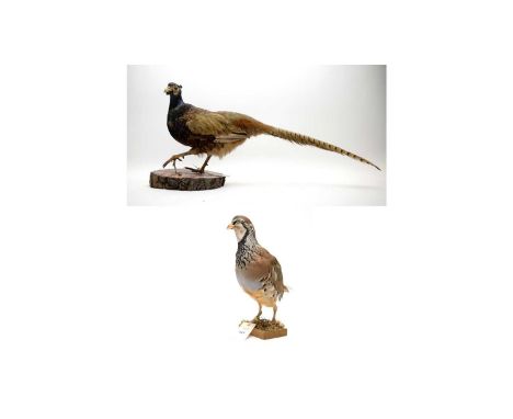 A taxidermy pheasant, modelled walking, upon a naturalistic tree trunk base; together with a taxidermy partridge, on block ba