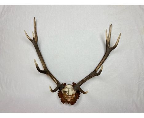 1955 Balmoral, New Zealand mounted Stag Antlers. Looks great over an open fireplace or in an outdoor setting! Span is 70cms. 