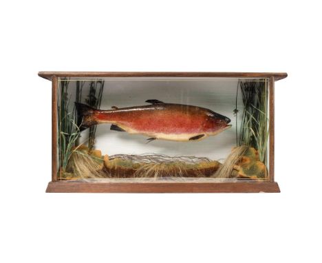 Cased vintage taxidermy / casting of a trout, in wooden glazed case, in naturalistic setting, case 65cm wide.  Collection onl
