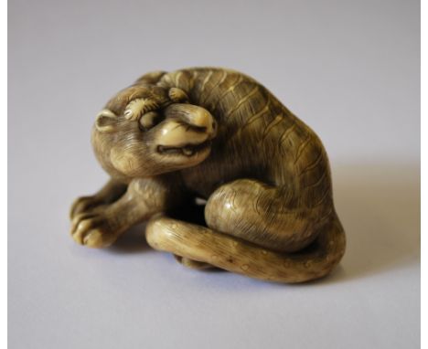 A stained ivory netsuke or small okimono of a tiger with a curved tail, possibly for use as a himotoshi; 5cm long, inscribed 