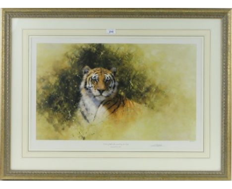 David Shepherd,
Limited Edition print, tiger, signed in pencil, no. 428/850, i 16" x 26.5", framed.