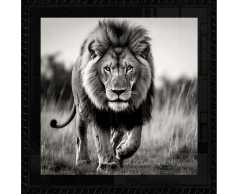 George CAMERON The Majestic Lion in Motion. Impression pigmentaire sur papier. Signé. Edition de 6 exemplaires. 80 x 80 cm. A
