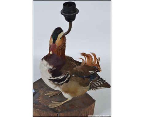 A stunning taxidermy example of a mandarin duck raised on a wooden chunkly plinth with table lamp brass column.