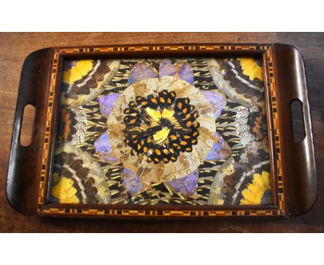 Butterfly Wing Tray. Vintage Brazilian Butterfly Wing with Marquetry Inlaid Hardwood Tray (small size). Measures approx 18 x 