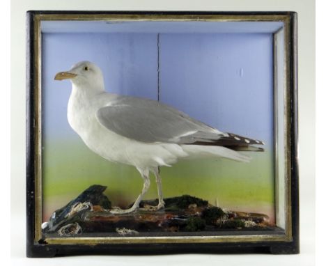 A TAXIDERMY STANDING JUVENILE EUROPEAN HERRING GULL (LARUS ARGENTATUS) believed by James Hutchings of Aberystwyth, standing o