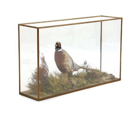 A taxidermy pheasant, 20th century, in a glass case, 101cm wide, 27cm deep, 61cm highCondition report: Some light knocks and 