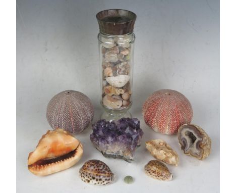 Amethyst Sample, shells including sea urchins, etc. 