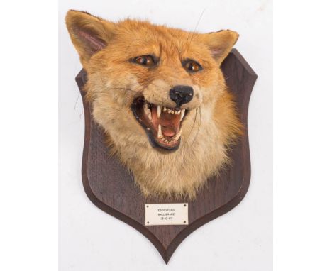 R Spicer &amp; Sons, Leamington: a preserved and mounted fox mask, on a shield-shaped plaque bears label Eggesford, Ball Brak