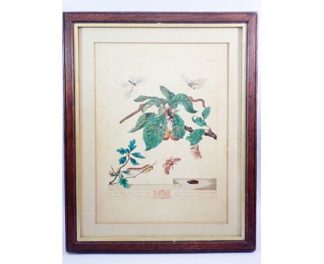 Moses Harris - 19th century botanical print of butterflies, moths and leaves, 37 x 27cm