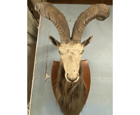 Taxidermy: Astor Markhor (Capra falconeri falconeri), late 19th century, Kashmir, Northern India, adult male neck mount looki