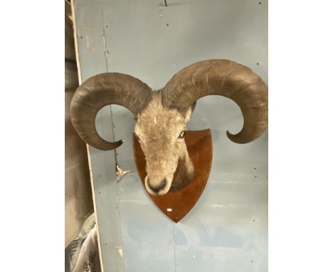 Taxidermy Big horn mountain sheep, mounted on a shield looking straight ahead