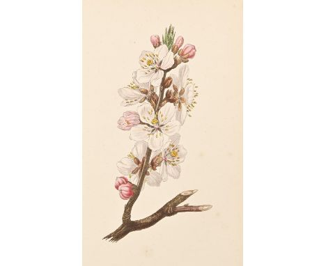 Botany. [Hey (Rebecca)], The Moral of Flowers, third edition, London: Printed for Longman, Rees, Orme, Brown, Green, &amp; Lo