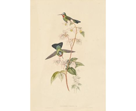 Elizabeth Gould after John Gould and Henry Constantine Richter after John Gould - Adelaide Parakeet [and five others], includ