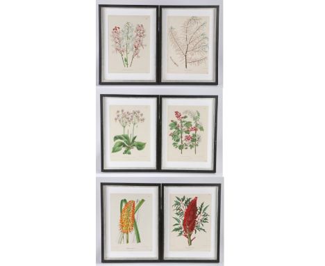 Botanical prints, J.B Wolters, a series of six botanical prints, housed in ebonised and silvered glazed frames, the prints 21