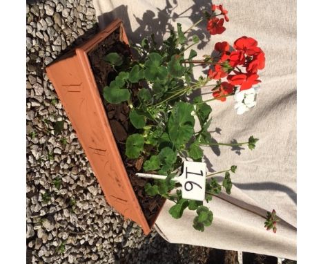 Geranium Trough (16)
