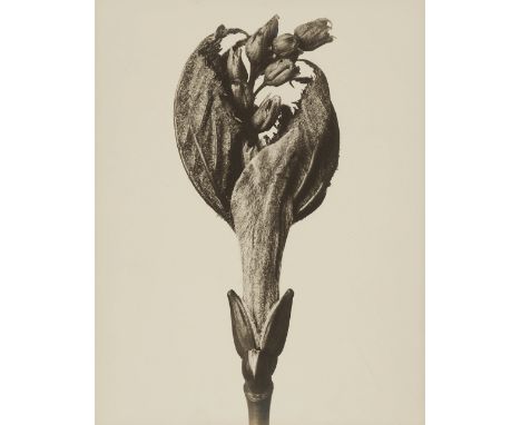 Karl Blossfeldt, Acer pensylvanicum (Ahorn)Vintage, Gelatinesilberabzug. 29,7 x 23,8 cm. Rückseitig mit Bleistift eigenhändig