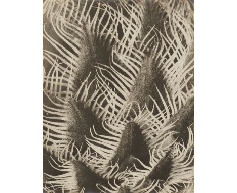 Karl Blossfeldt, Centaurea kotschyana (Flockenblume)Vintage, Gelatinesilberabzug. 30,3 x 23,8 cm. Rückseitig mit Bleistift ei