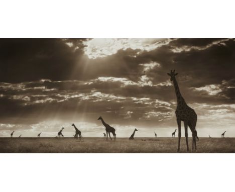 Nick Brandt, Giraffes in Evening Light, Masai MaraArchival Pigment-Print. 37,4 x 76,5 cm (50,8 x 80,5 cm). Im unteren Bildran