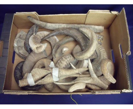 Box containing a large selection of various rams horn, antler, buffalo horn and various other horn suitable for stick matchin