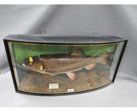 A taxidermy study of a chub in curved display case and plaque stating - chub 5LBS 1OZ 4DRMS Caught by MR C KING at Symonds YA