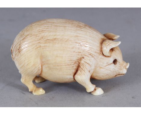 AN EARLY 20TH CENTURY JAPANESE IVORY NETSUKE OF A PIG, 1.75in long & 1in high.