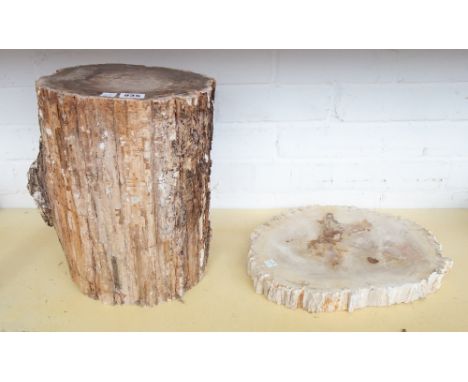 A polished section of petrified wood, of naturalistic trunk form, 26cm diameter and a further slice/section of polished petri
