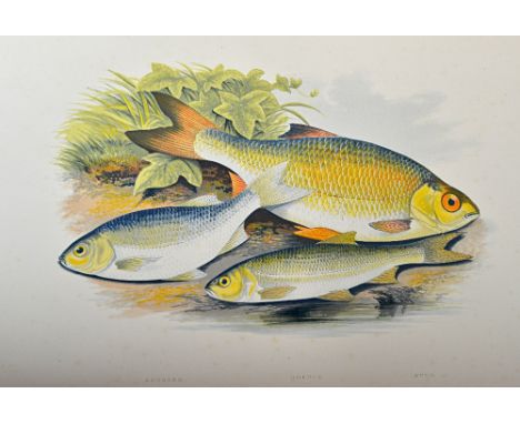 HOUGHTON (Rev. W.)  British Fresh-Water Fishes.  First (one volume) Edition. 44 hand-coloured plates (by A.F. Lydon), num. te