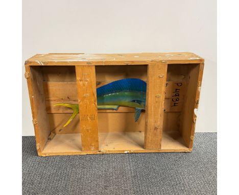 A painted plastic model of a fish mounted in a pine case, 81 x 50 x 20cm.