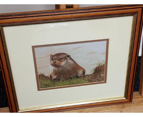 C. Kibble Original pastel drawing of an otter. [Frame measures 29x34cm] 